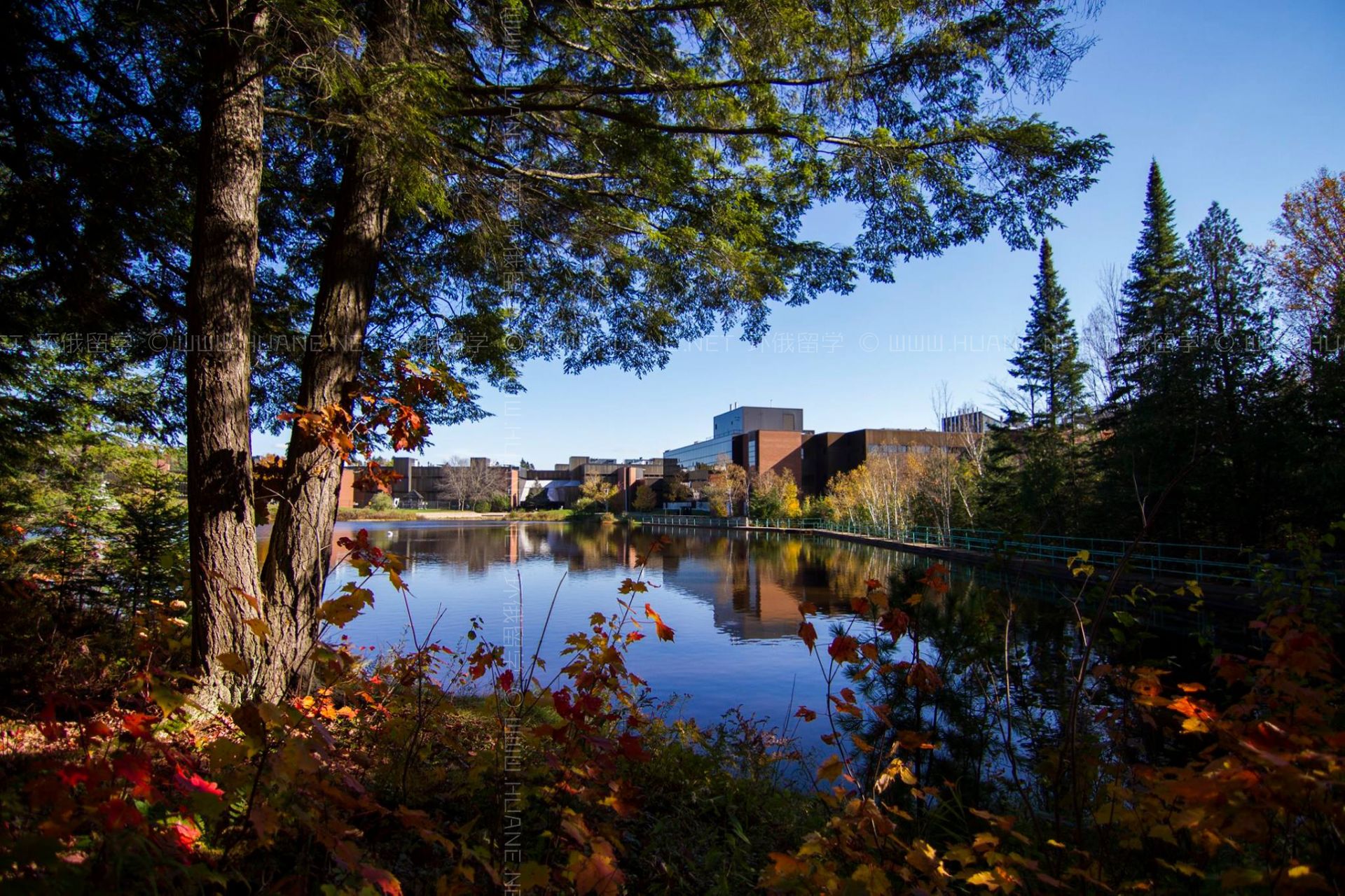 尼普森大學